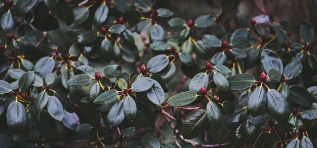 Les meilleures techniques pour protéger votre rhododendron pendant la saison hivernale