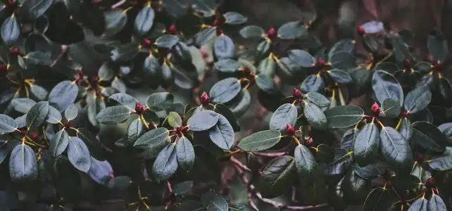 Les meilleures techniques pour protéger votre rhododendron pendant la saison hivernale