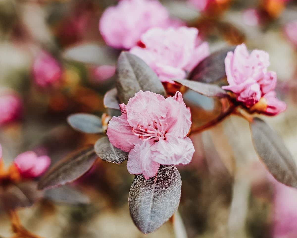 Rhododendron im Winter