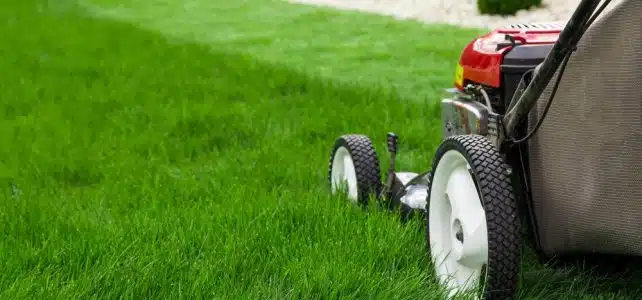 Entretien de pelouse : quels sont les indispensables ?